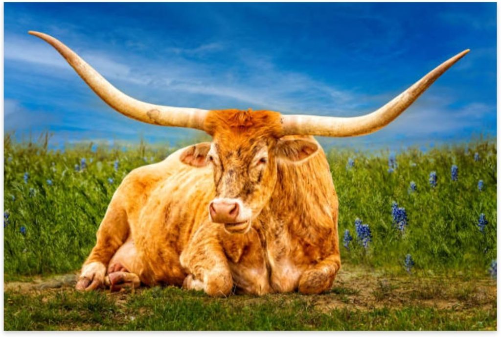 Jigsaw Puzzles 1000 Pieces for Adult Beautiful Texas Longhorn cow posing an blue bonnet meadow Puzzle Game for Family Wooden Puzzle Toy Educational Games Puzzles for Home Decor Jigsaw Puzzles 1000 Pieces for Adult Beautiful Texas Longhorn cow posing an blue bonnet meadow Puzzle Game for Family Wooden Puzzle Toy Educational Games Puzzles for Home Decor