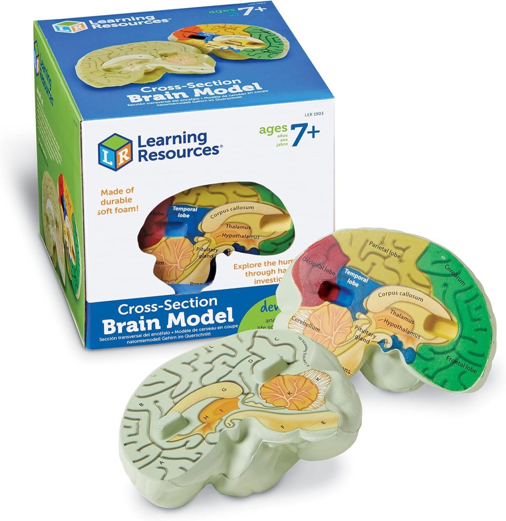 Learning Resources Cross-section Brain Model – 2 Pieces, Ages 7+ Brain Anatomy Model, Brain Functions Model, Human Anatomy for Kids, Foam Brain Model,Back to School Supplies Learning Resources Cross-section Brain Model – 2 Pieces, Ages 7+ Brain Anatomy Model, Brain Functions Model, Human Anatomy for Kids, Foam Brain Model,Back to School Supplies