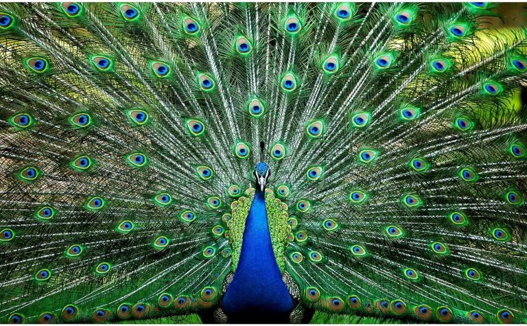 Peacock Plume Wild Zoo Animal 1000 Piece Jigsaw Puzzle for Adults and Kids | Interactive Brain Teaser Board, Educational Toys & Games for Home, Quarantine Gift Ideas | 28 x 20 Inches