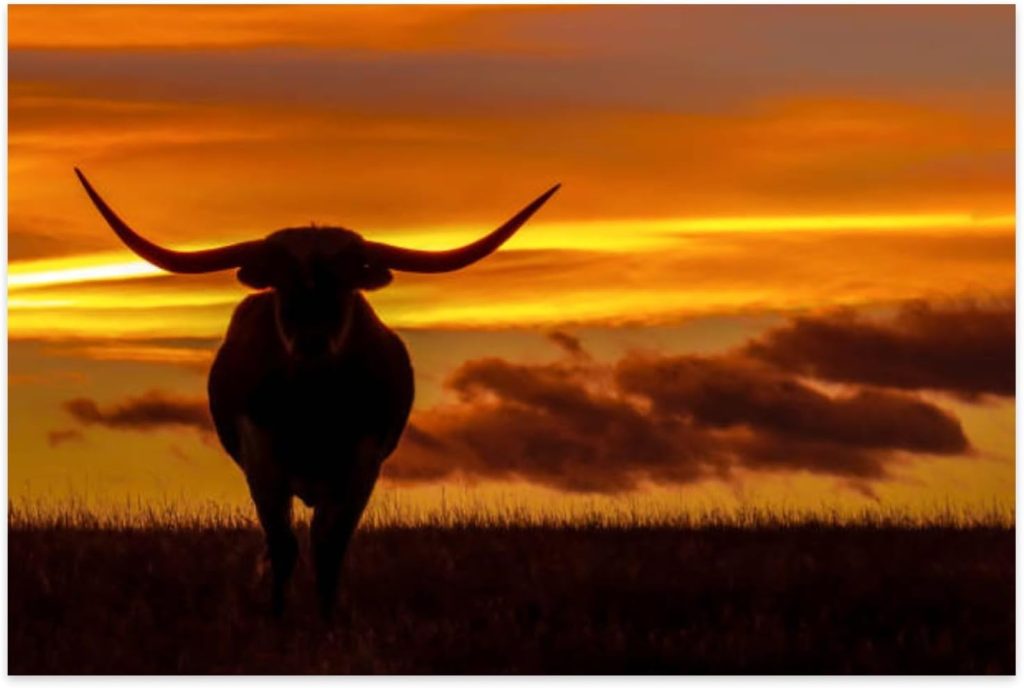 Jigsaw Puzzles 1000 Pieces for Adult Longhorns Sunset Puzzle Game for Family Wooden Puzzle Toy Educational Games Puzzles for Home Decor Jigsaw Puzzles 1000 Pieces for Adult Longhorns Sunset Puzzle Game for Family Wooden Puzzle Toy Educational Games Puzzles for Home Decor