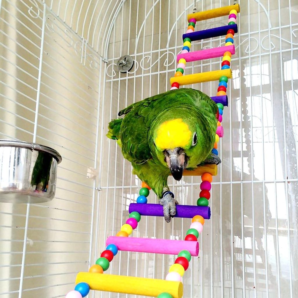Bird Parrot Toys Ladders Swing Chewing Toys Hanging Pet Bird Cage Accessories Hammock Swing Toy for Small Parakeets Cockatiels, Lovebirds, Conures, Macaws, Lovebirds, Finches Bird Parrot Toys Ladders Swing Chewing Toys Hanging Pet Bird Cage Accessories Hammock Swing Toy for Small Parakeets Cockatiels, Lovebirds, Conures, Macaws, Lovebirds, Finches