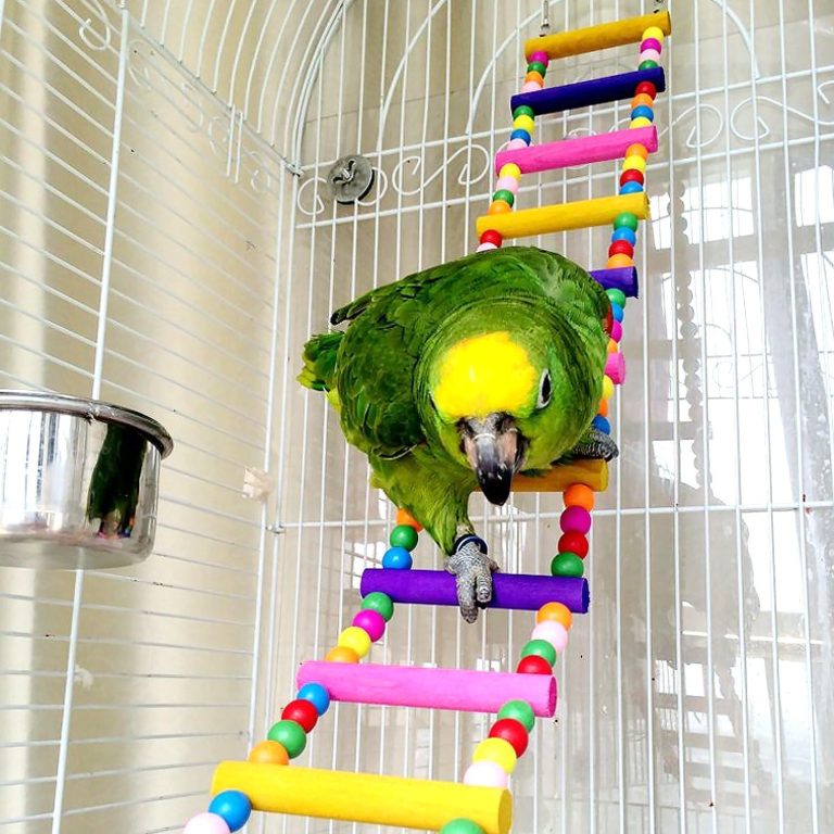 Bird Parrot Toys Ladders Swing Chewing Toys Hanging Pet Bird Cage Accessories Hammock Swing Toy for Small Parakeets Cockatiels, Lovebirds, Conures, Macaws, Lovebirds, Finches